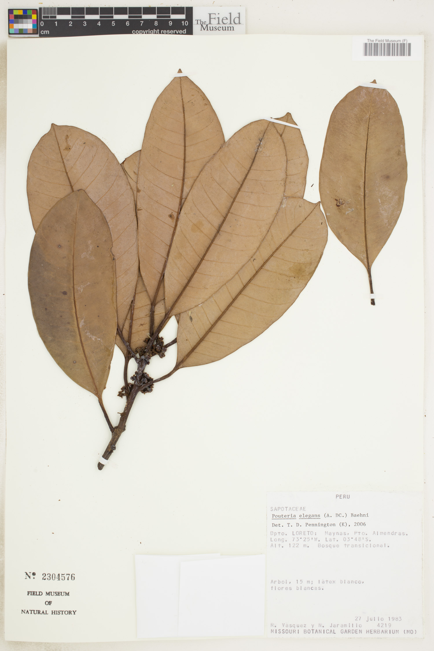Pouteria elegans image