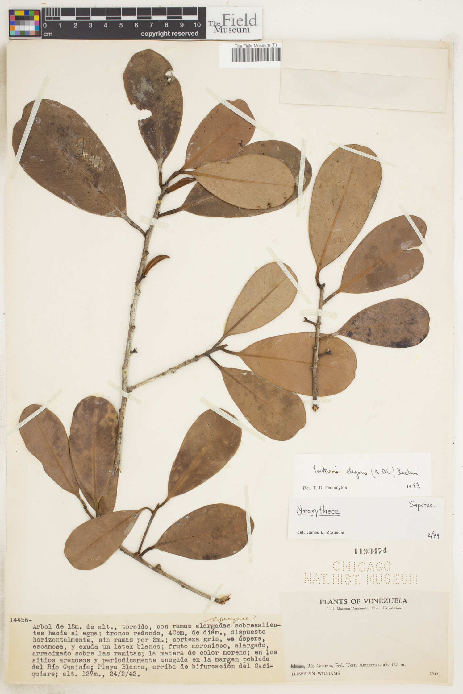 Pouteria elegans image