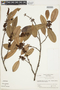 Pouteria eugeniifolia image