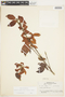 Pouteria eugeniifolia image