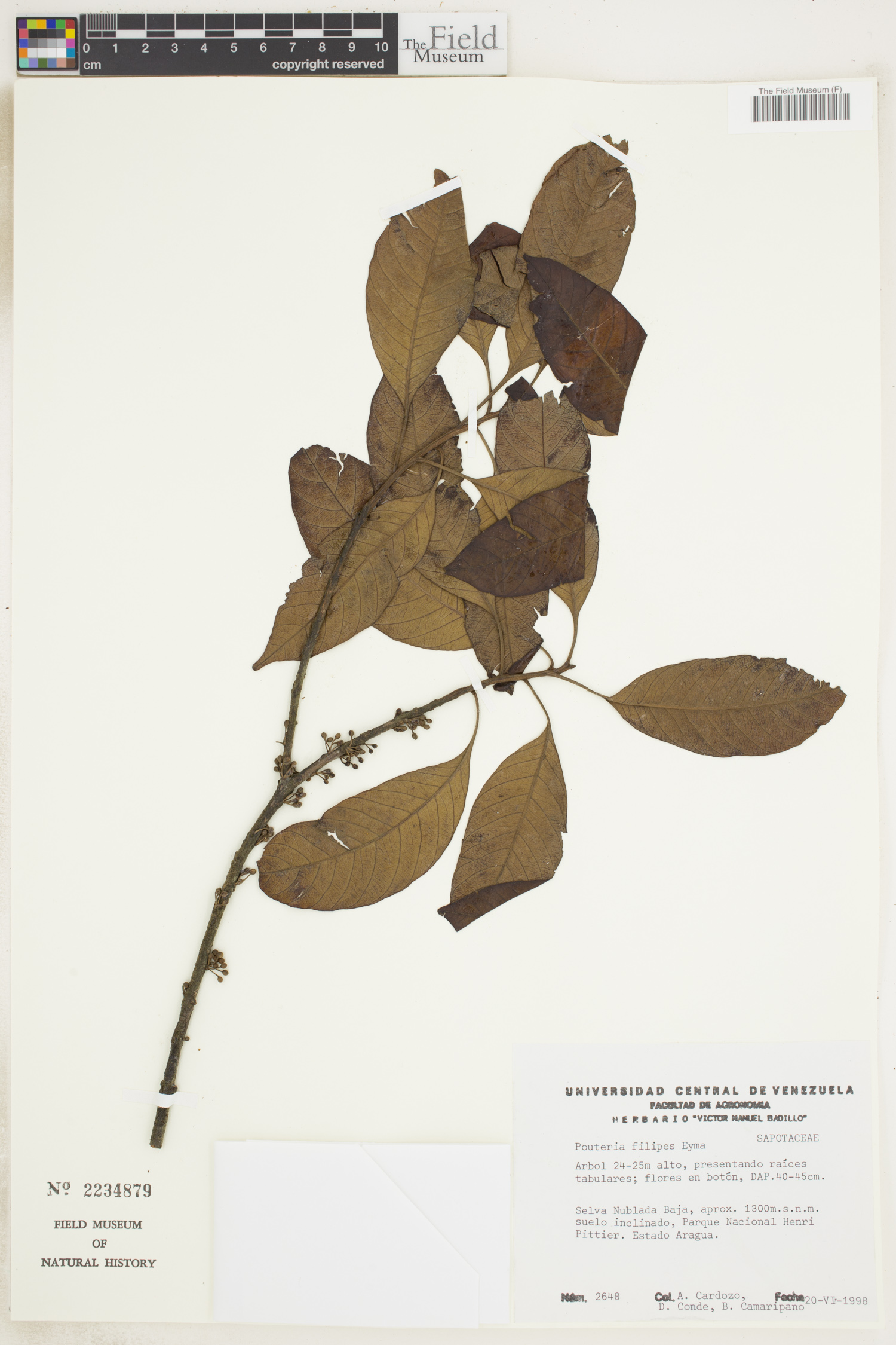 Pouteria filipes image