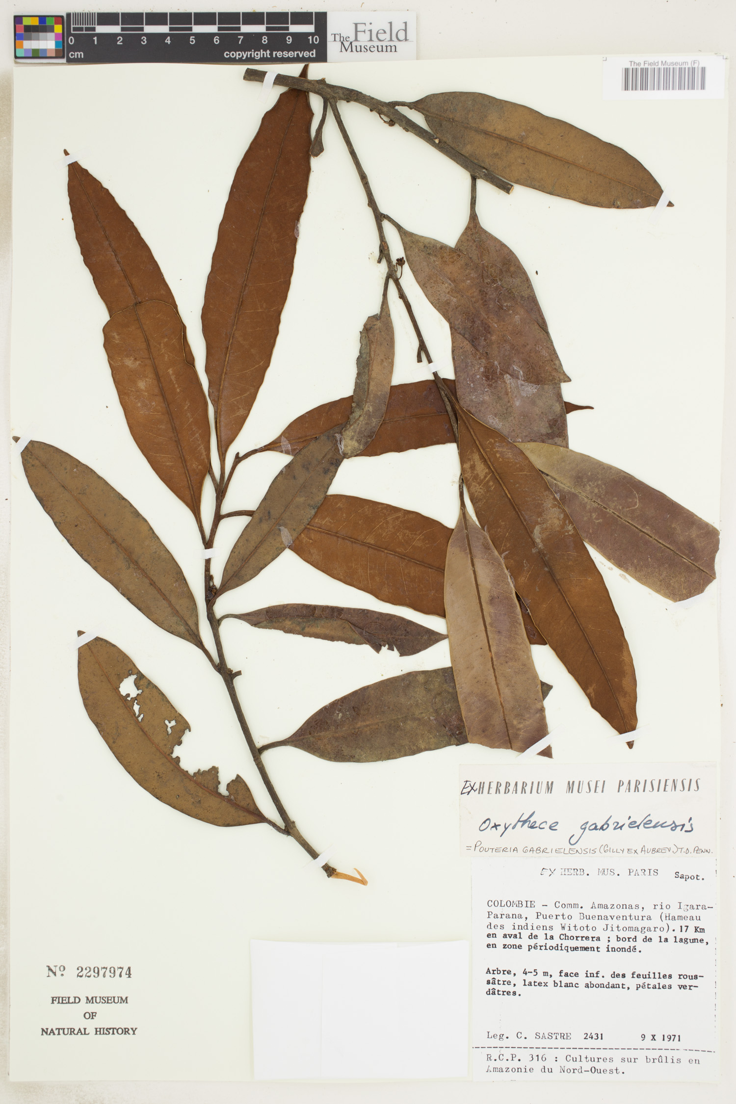 Pouteria gabrielensis image
