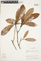 Pouteria gabrielensis image