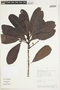Pouteria gomphiifolia image