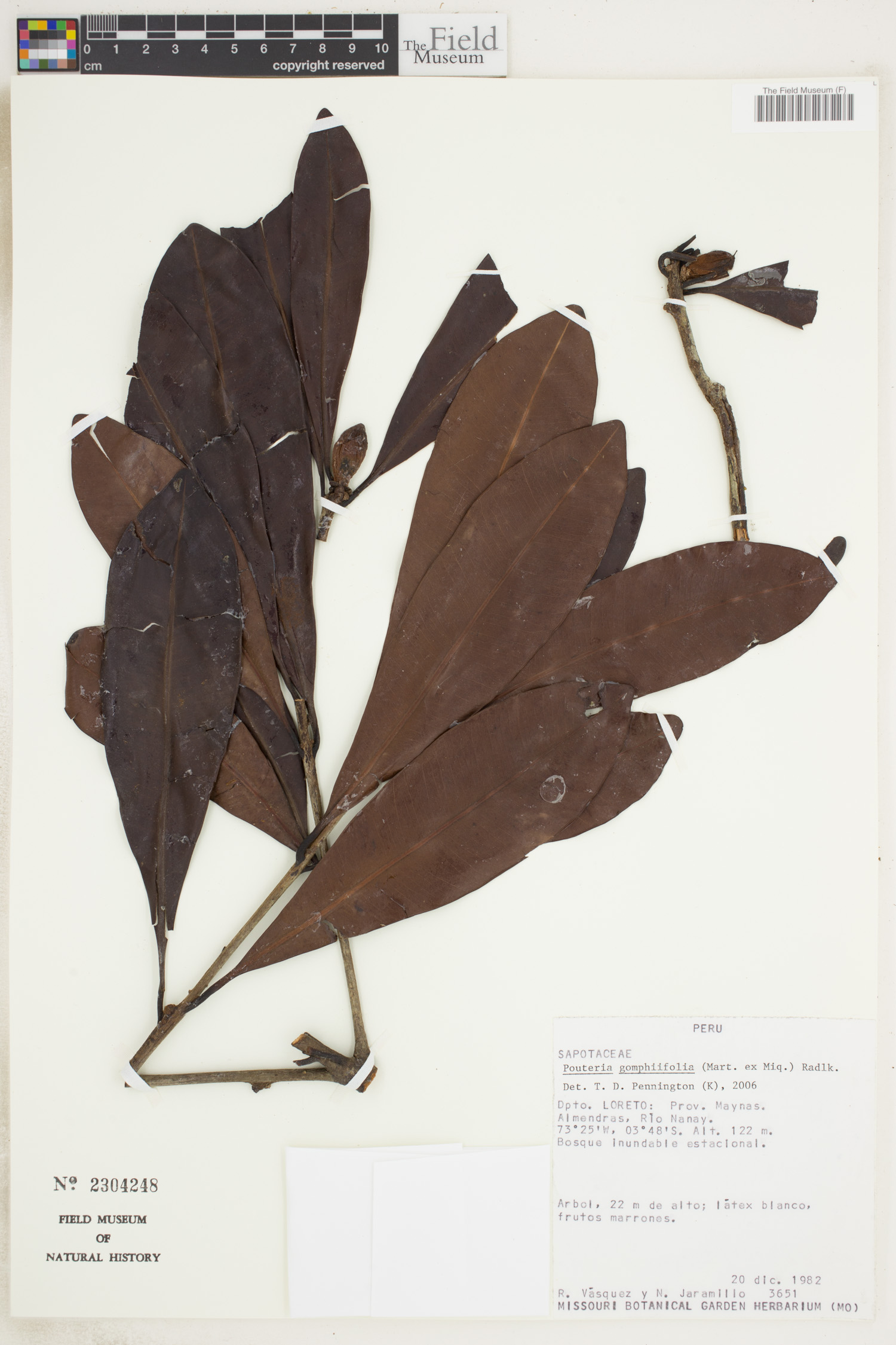 Pouteria gomphiifolia image