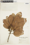 Pouteria grandiflora image