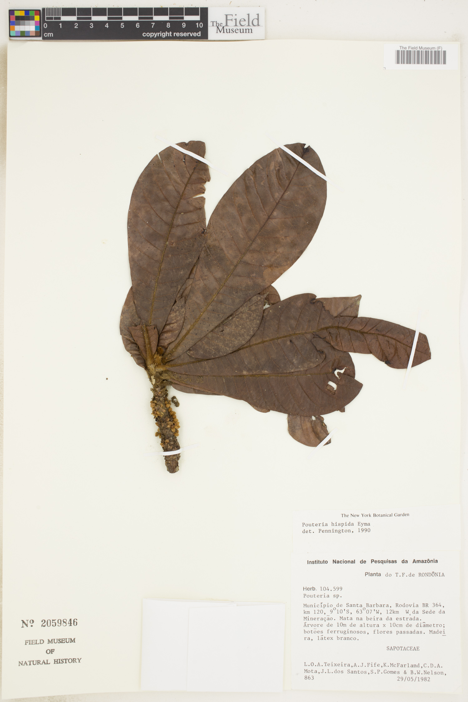 Pouteria hispida image