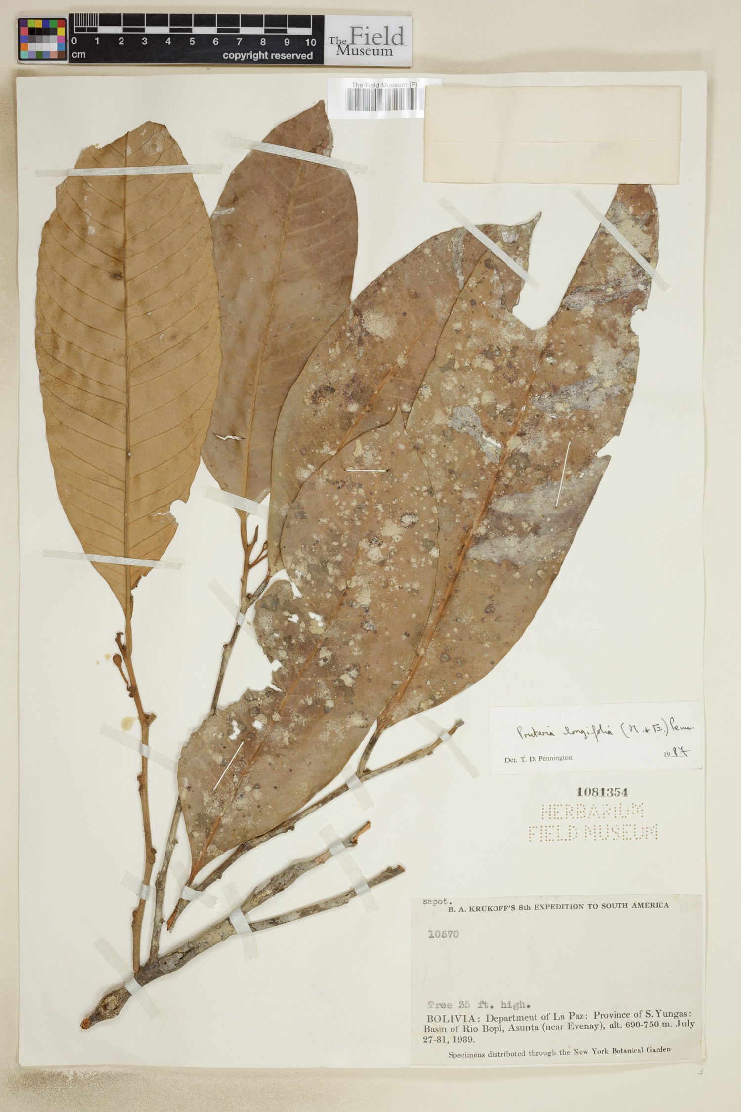 Pouteria longifolia image