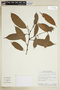 Pouteria lucumifolia image