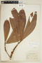 Pouteria macrocarpa image