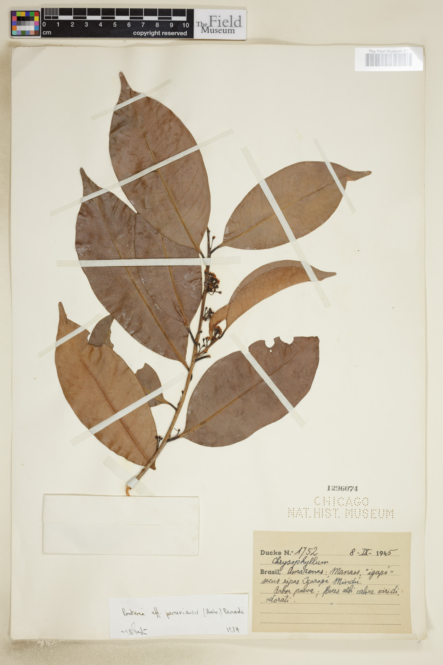 Pouteria peruviensis image