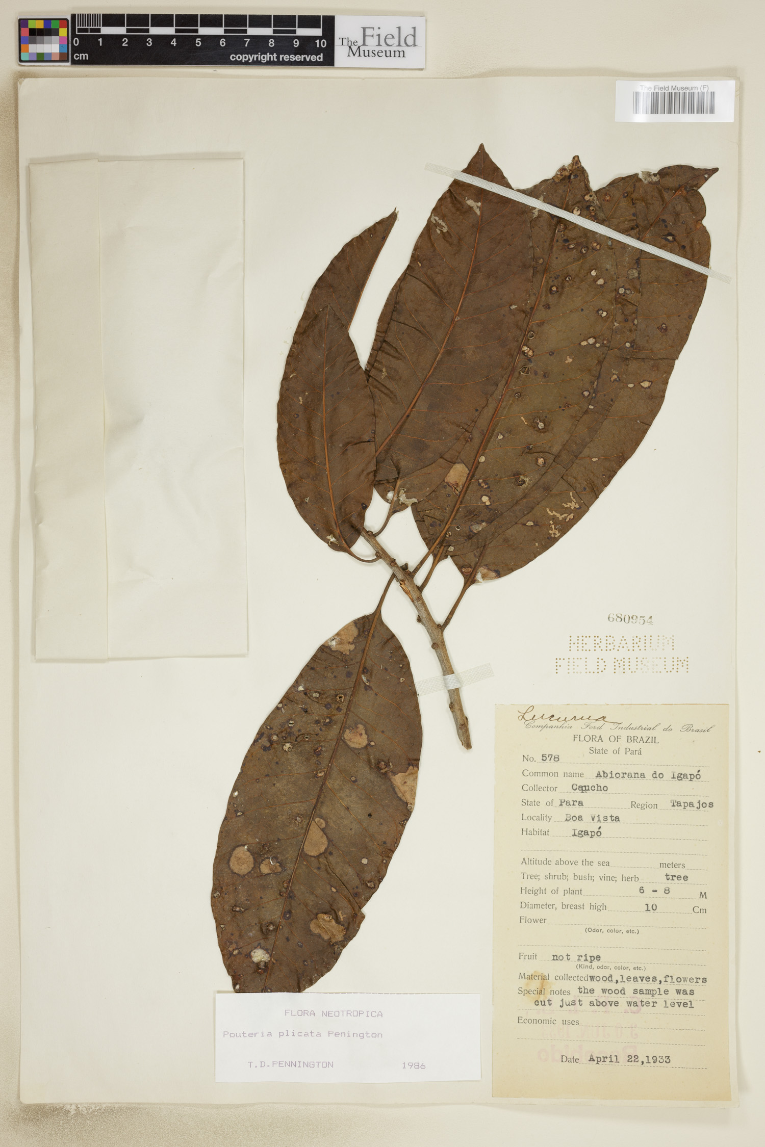 Pouteria plicata image