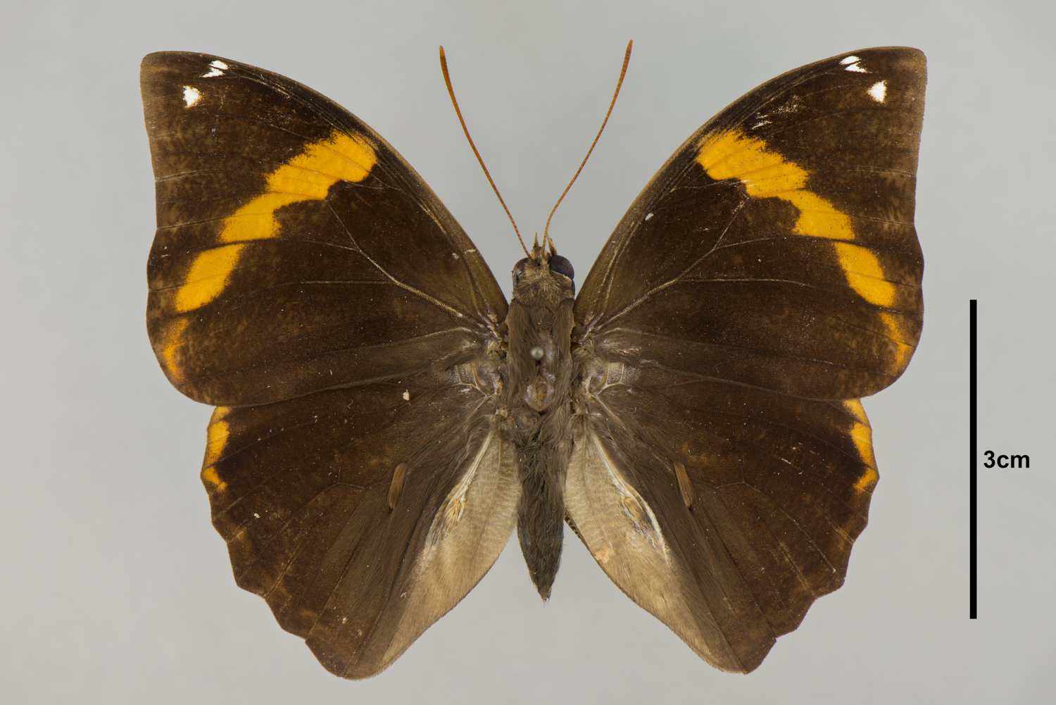 Opsiphanes cassiae