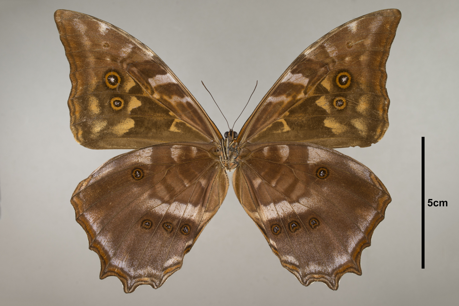Morpho amphitrion Staudinger