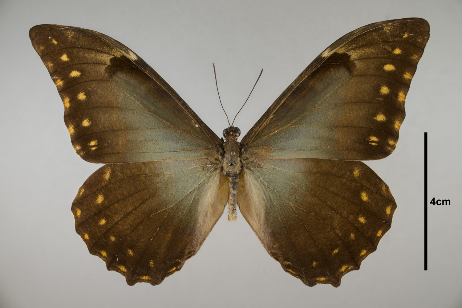 Morpho richardus