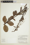 Byttneria melastomifolia image