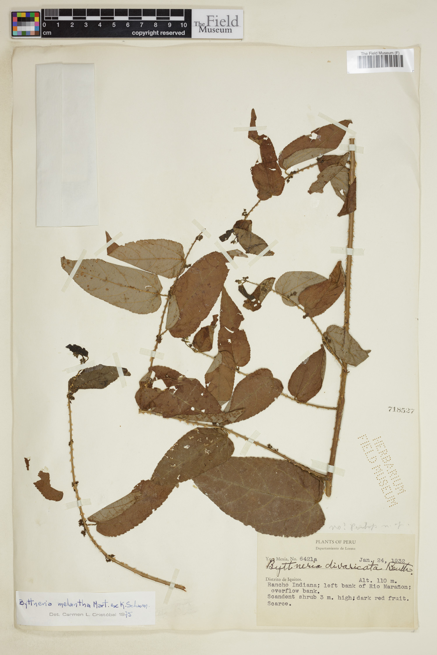 Byttneria melantha image