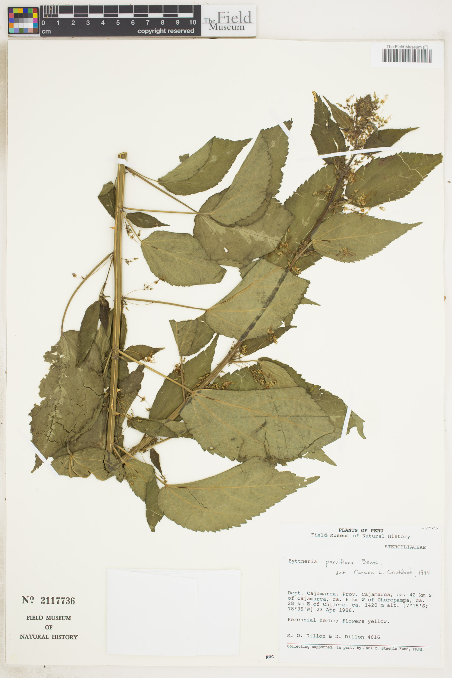 Byttneria parviflora image