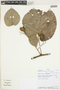Byttneria pescapraeifolia image