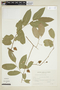 Byttneria rhamnifolia image
