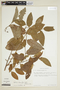 Byttneria rhamnifolia image