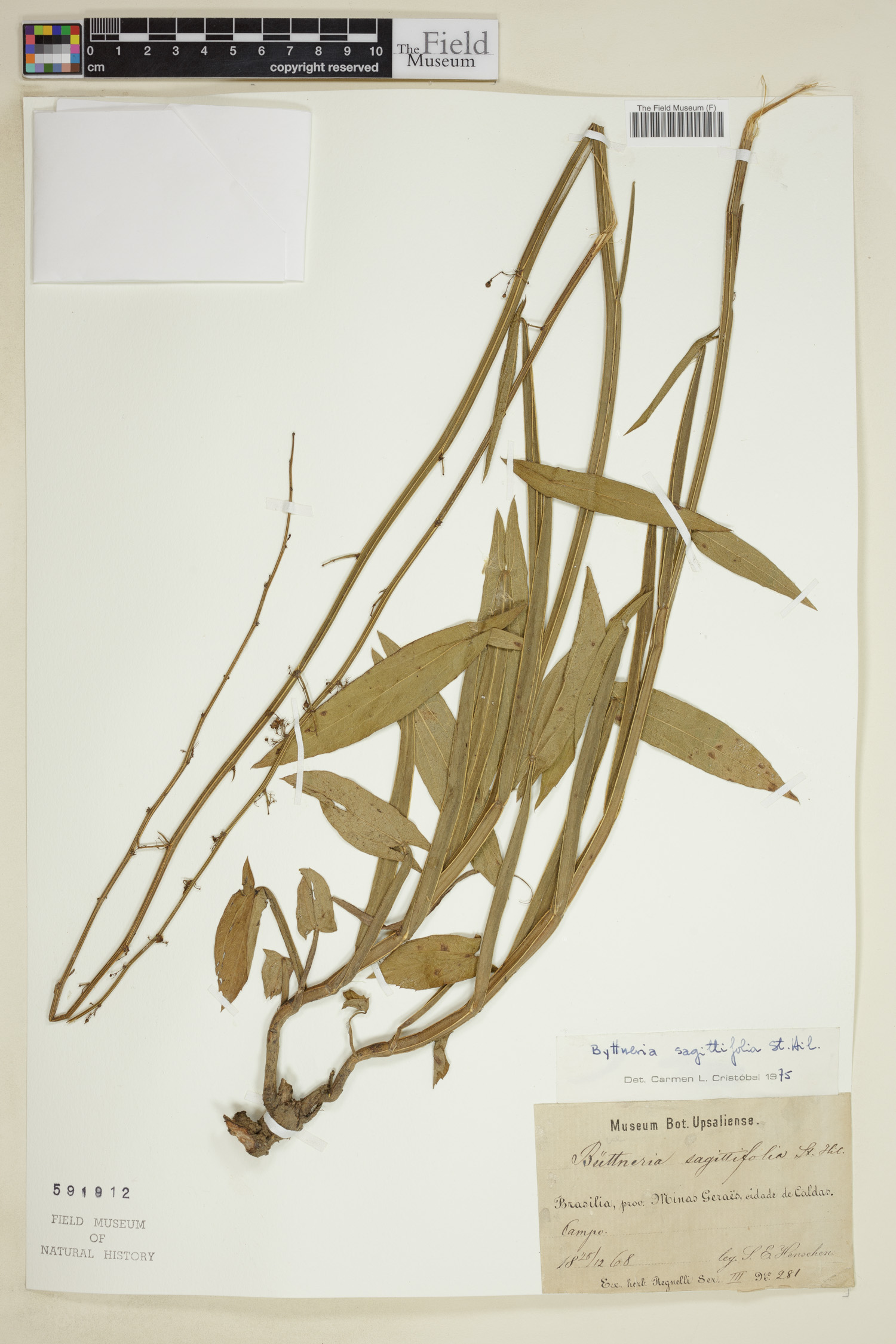 Byttneria sagittifolia image