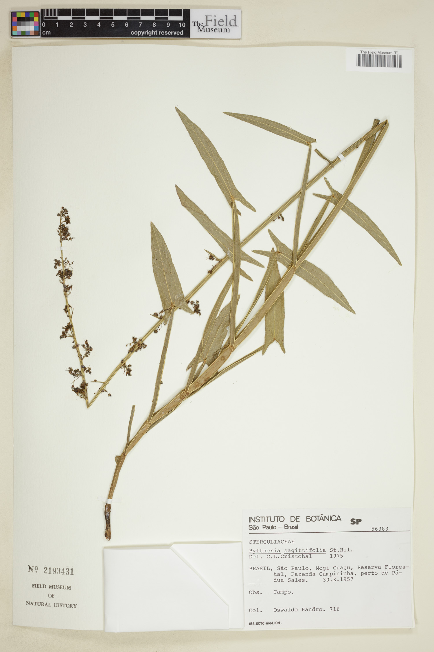 Byttneria sagittifolia image