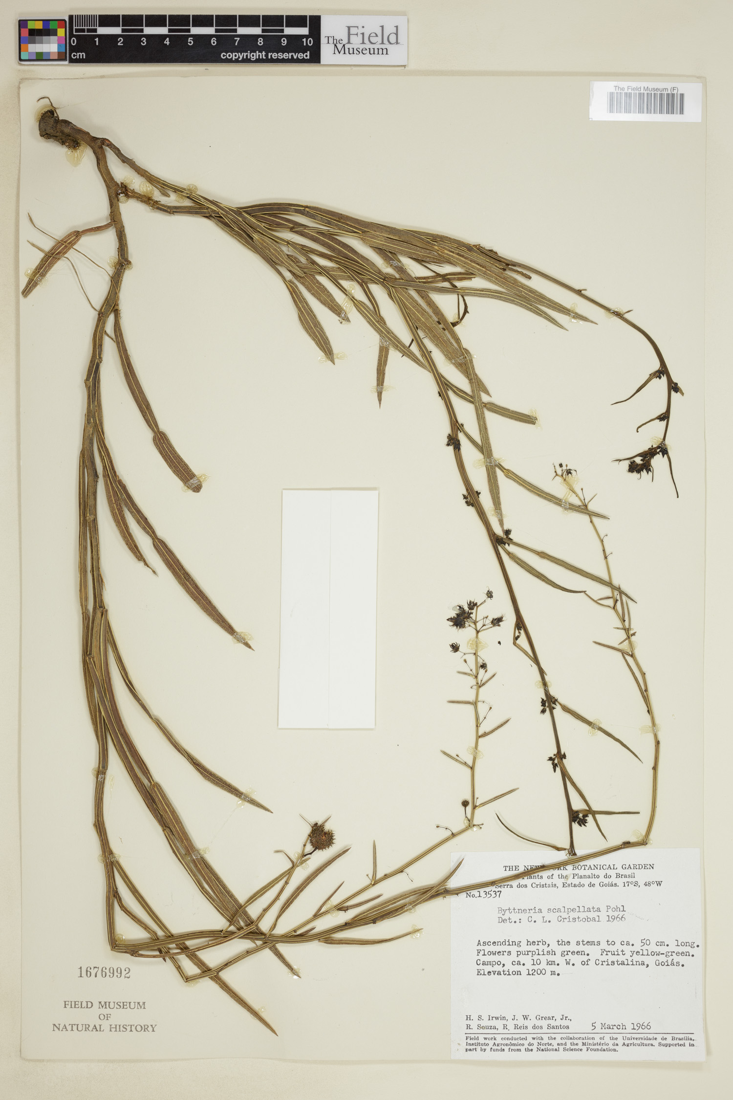 Byttneria scalpellata image