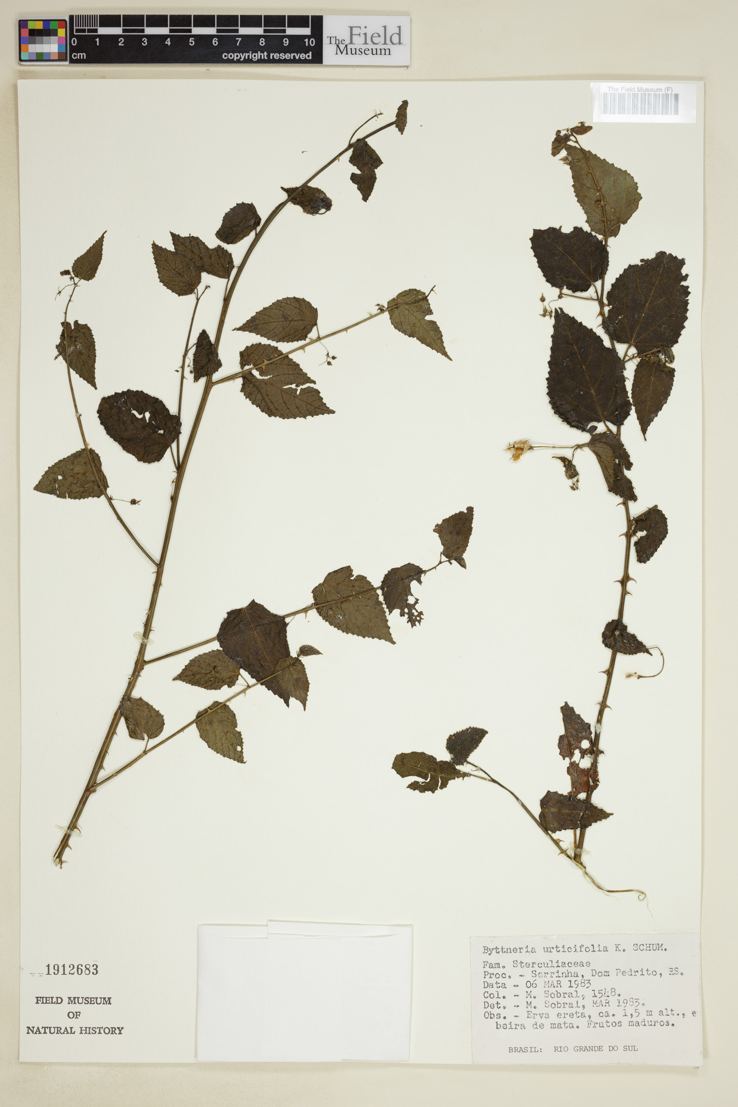Byttneria urticifolia image