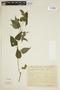 Byttneria urticifolia image