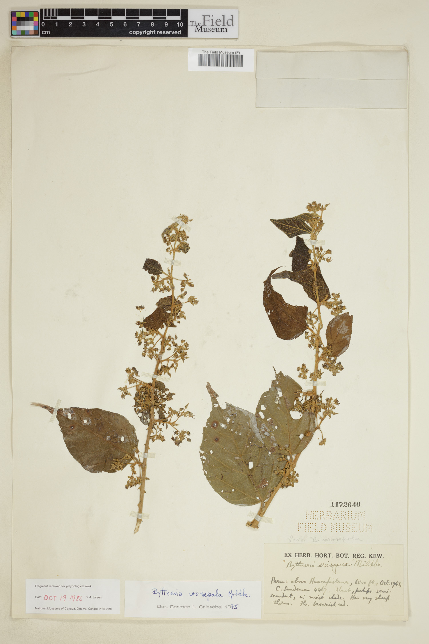 Byttneria urosepala image