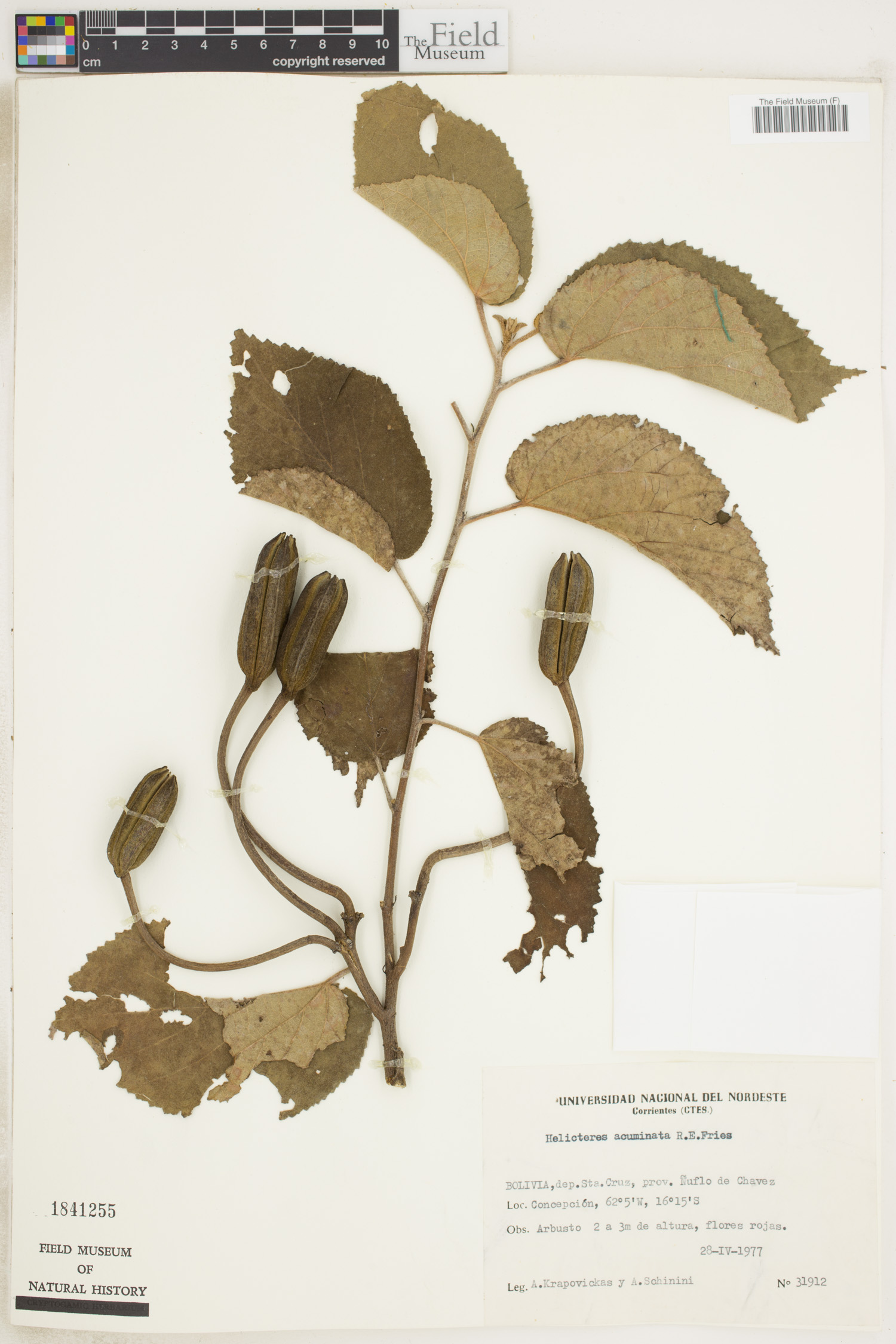 Helicteres acuminata image
