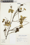 Helicteres corylifolia image