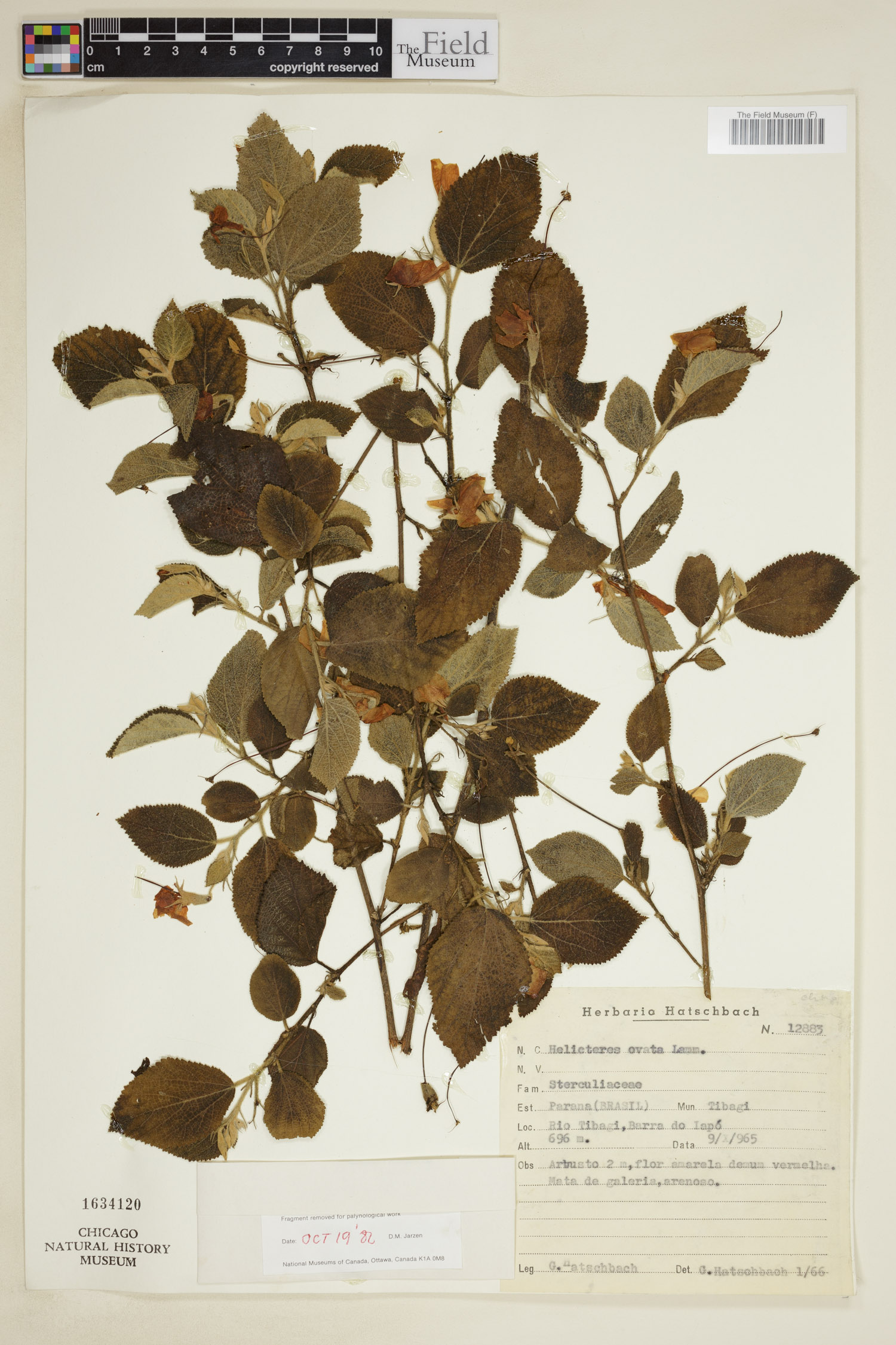 Helicteres ovata image