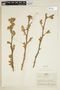 Helicteres ovata image