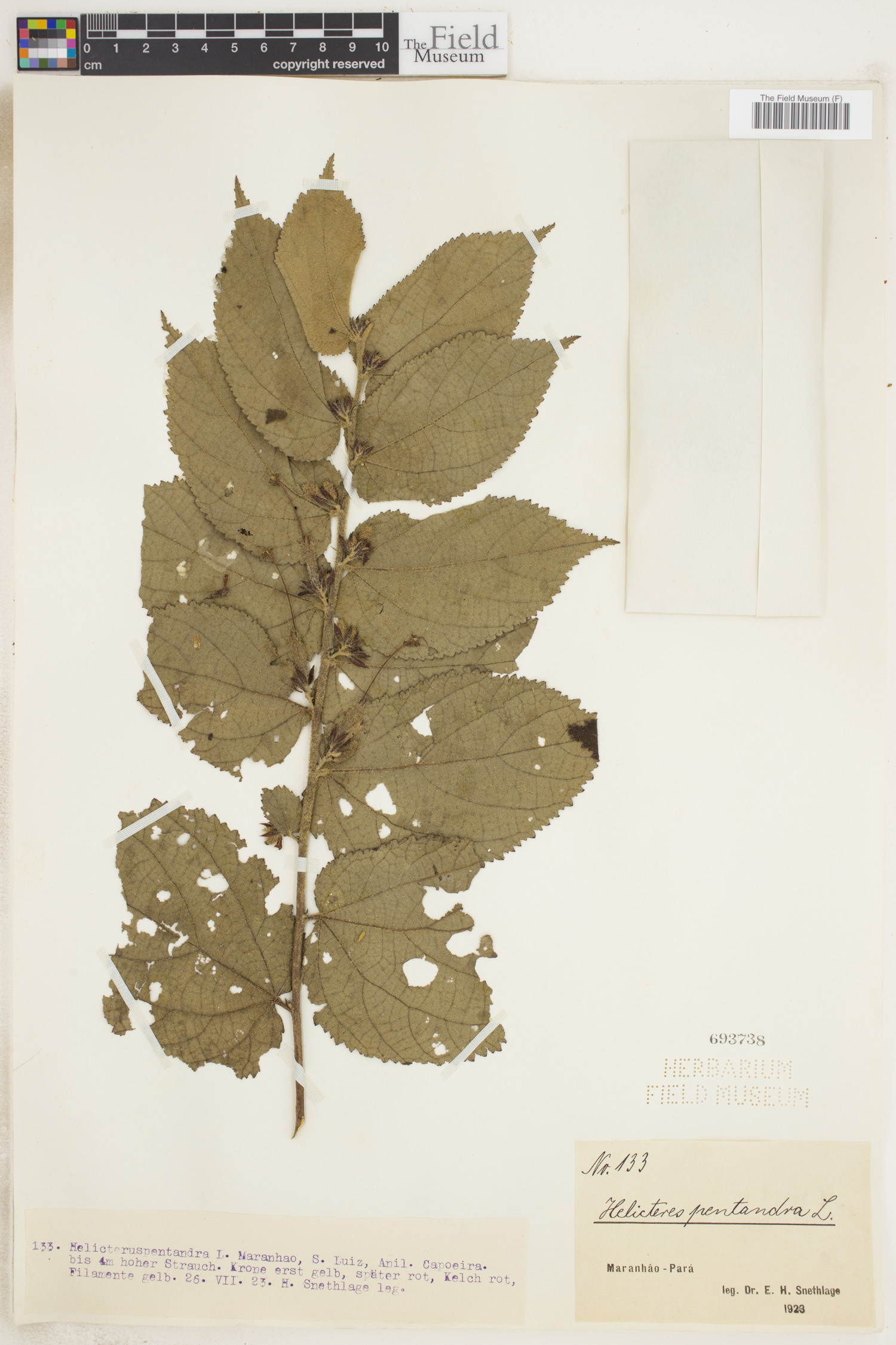 Helicteres pentandra image