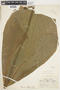 Herrania albiflora image