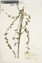 Melochia parvifolia image