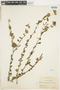 Melochia parvifolia image