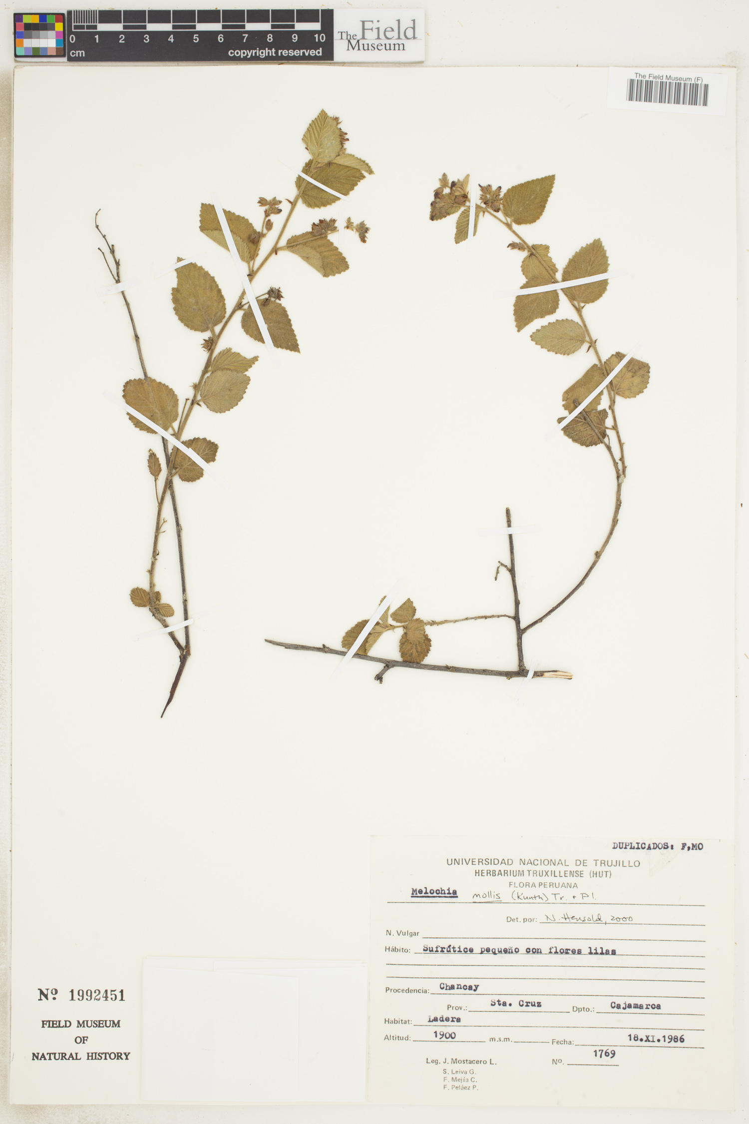 Melochia mollis image