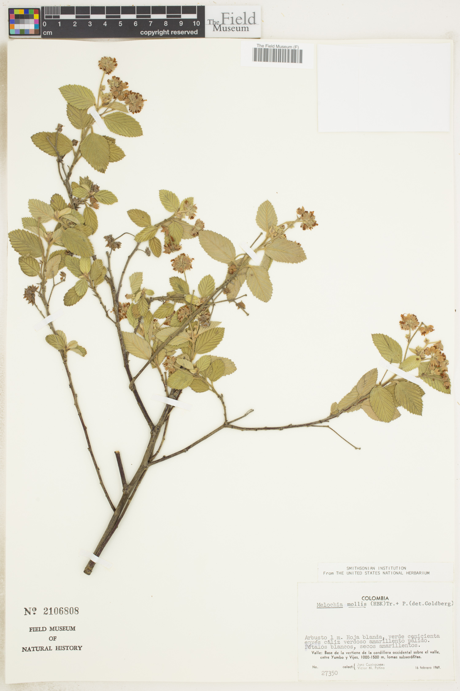 Melochia mollis image