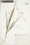 Melochia graminifolia image