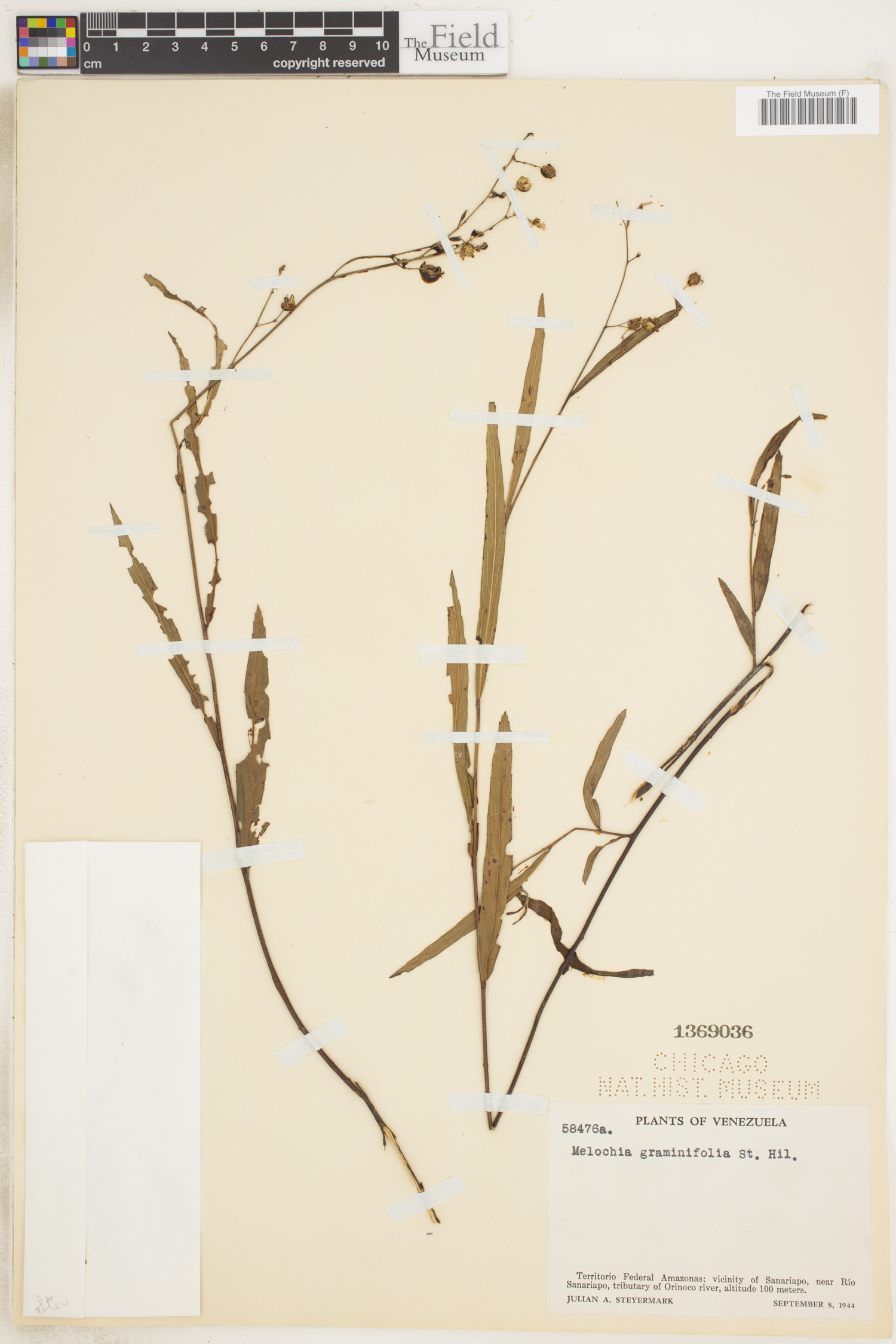 Melochia graminifolia image