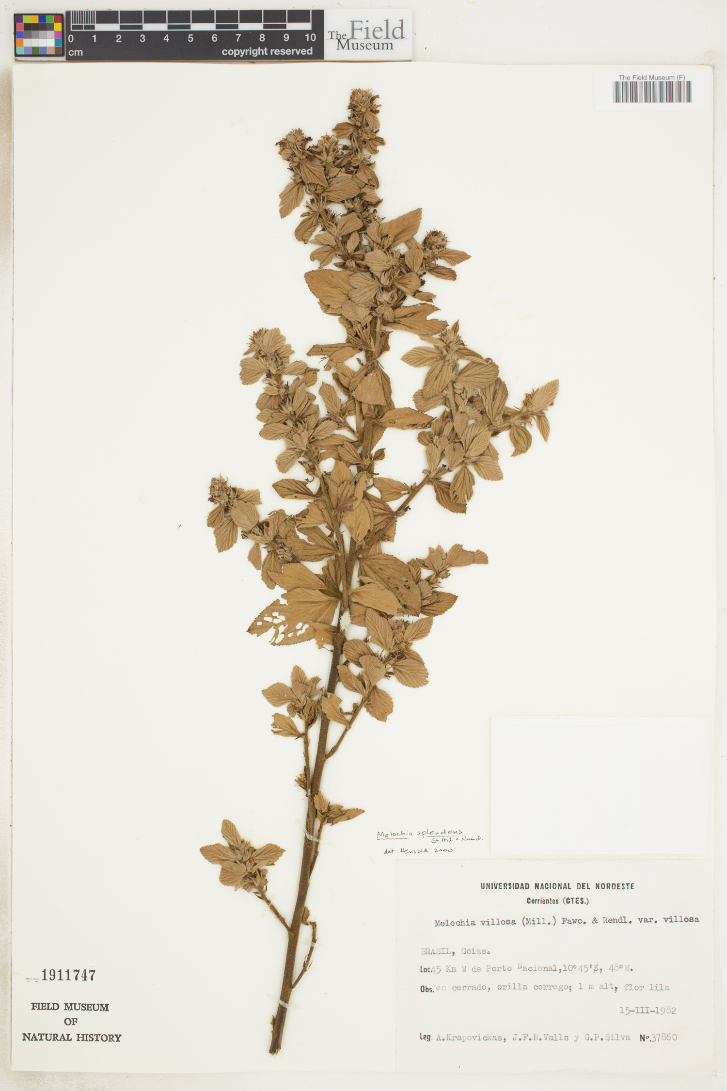 Melochia splendens image