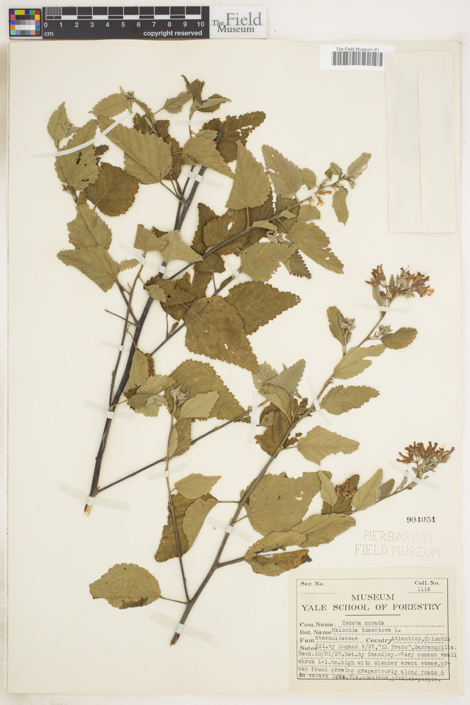 Melochia tomentosa image