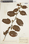 Melochia ulmifolia image