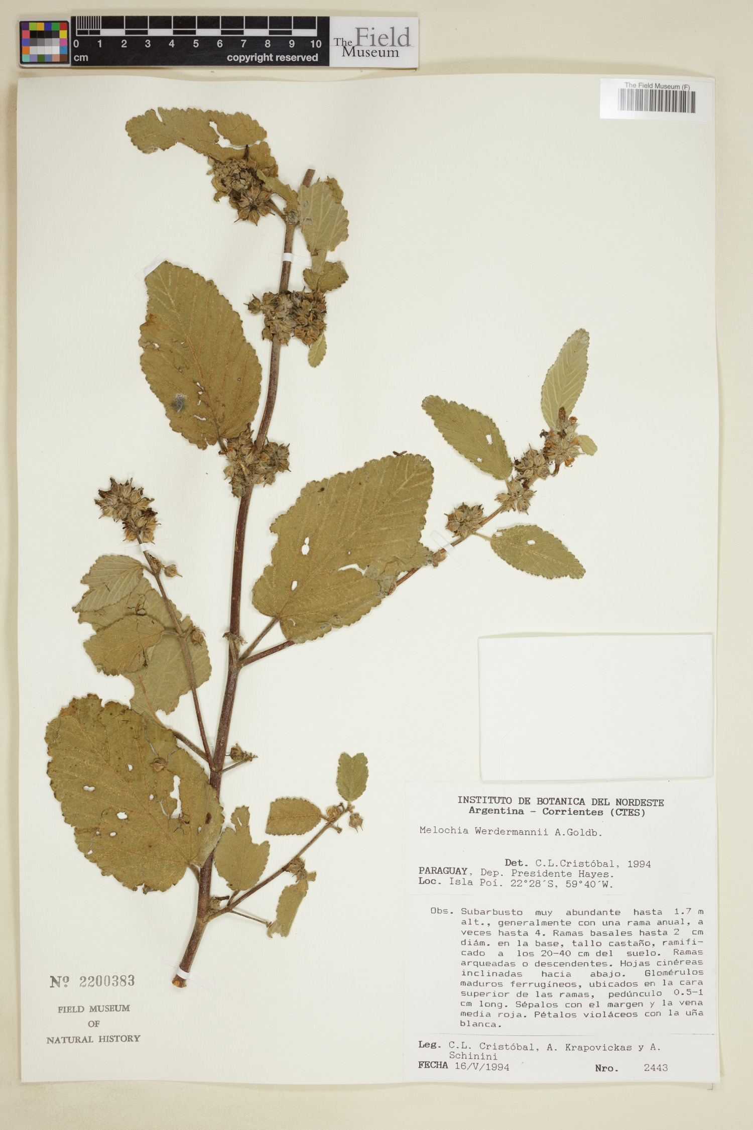 Melochia werdermannii image