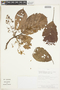 Sterculia parviflora image