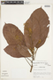 Sterculia parviflora image