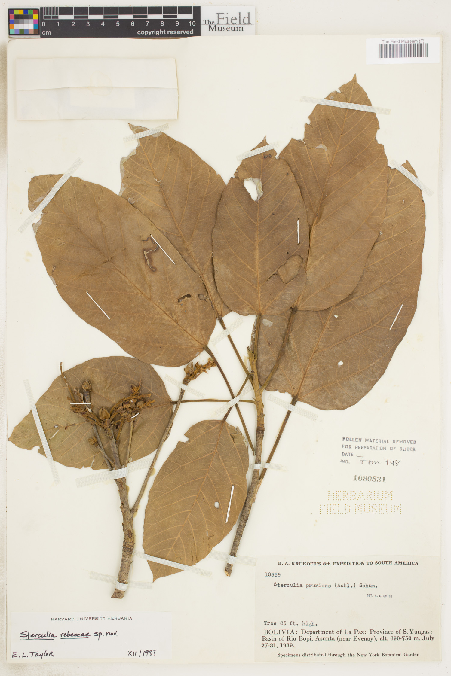 Sterculia rebeccae image